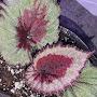 @PaletteBegonia