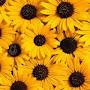 Sunflower  ASMR