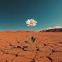 @flowersinthewar