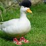 DuckDuck1