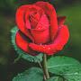 @Orchid3330