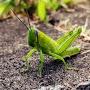 @grasshopper9977