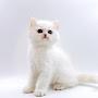 @cat111-cat