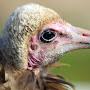 UGLY VULTURE