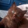 @villemoNcats