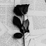 BlackRose