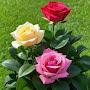 @baran6970