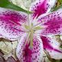 @charliemarlenewuester5261
