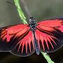 @1heliconius