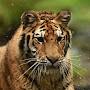 @White_Tiger.