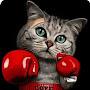 @janvesely7672