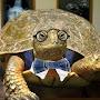 @ImpatientTurtle
