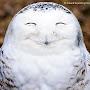 @Owl497