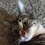@3cats932