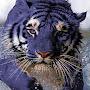 @mightybluetiger7540