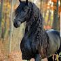 @nourmansour3889