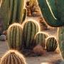 @lilcactus381