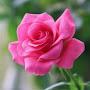 @basharshamali8454