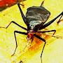 @Insectopedia123
