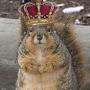 King Squirrel