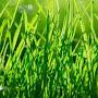 grass