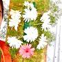 @bhavanibalike8377