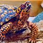 @boxturtlebruce6110