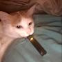Smoking Cat