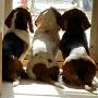 @my3bassetgirls777