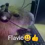 @flavioelcapibara