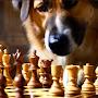 @Cutedog-v8l