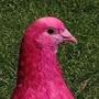 Pretty PinkPidgeon