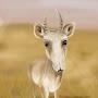 @saiga294