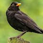 @BlackbirdSingingPsalms