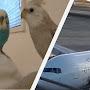 @Parakeet-l1011s