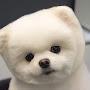@svshdb