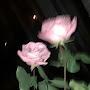 @waqasraza6431