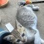@KITTY-u-t2d