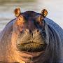 Hippopotamus