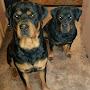 @rottweilerventuresregister7293