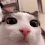 @Mangocat_999