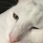 @caticus1470