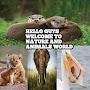 @NatureAndAnimalsExplorer07