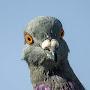 @gangsta_pigeon8023