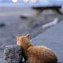 @catcherintherye..