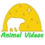 @AnimalVideos7