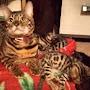 @WorldCats-yk7xs