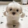 @puppylover7010