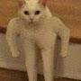 @jastcat9137