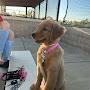 @Holden-retriever-122